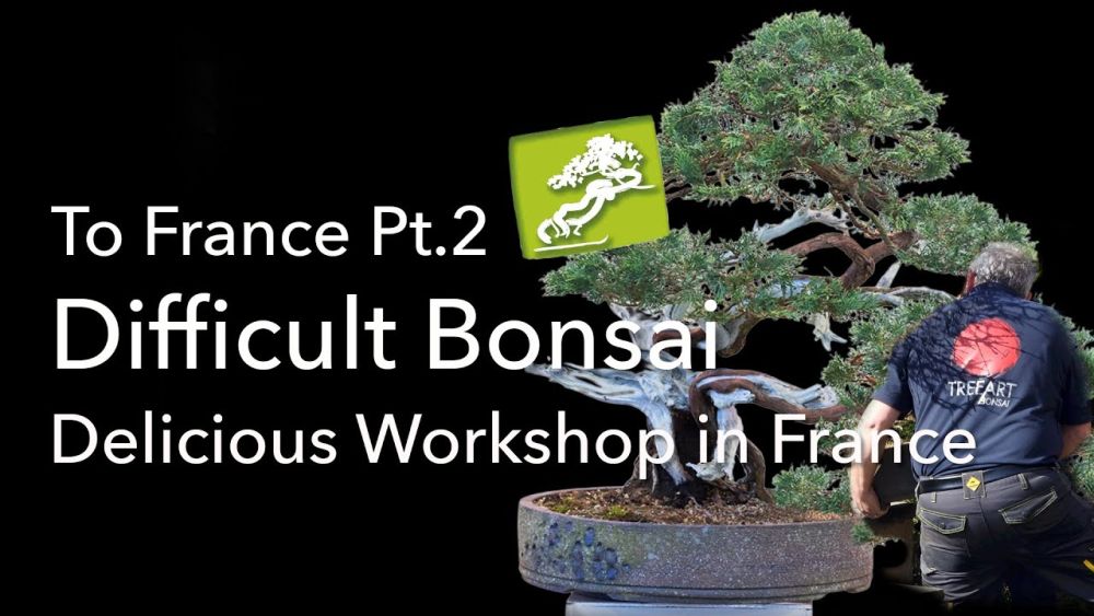 a difficult juniper bonsai gets a