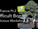 a difficult juniper bonsai gets a
