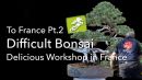 a difficult juniper bonsai gets a