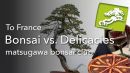 bonsai vs delicacies uncommon